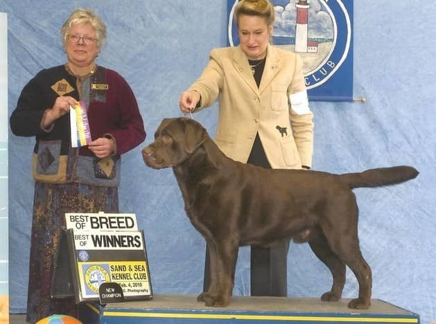 加拿大篮球队再度登上冠军宝座